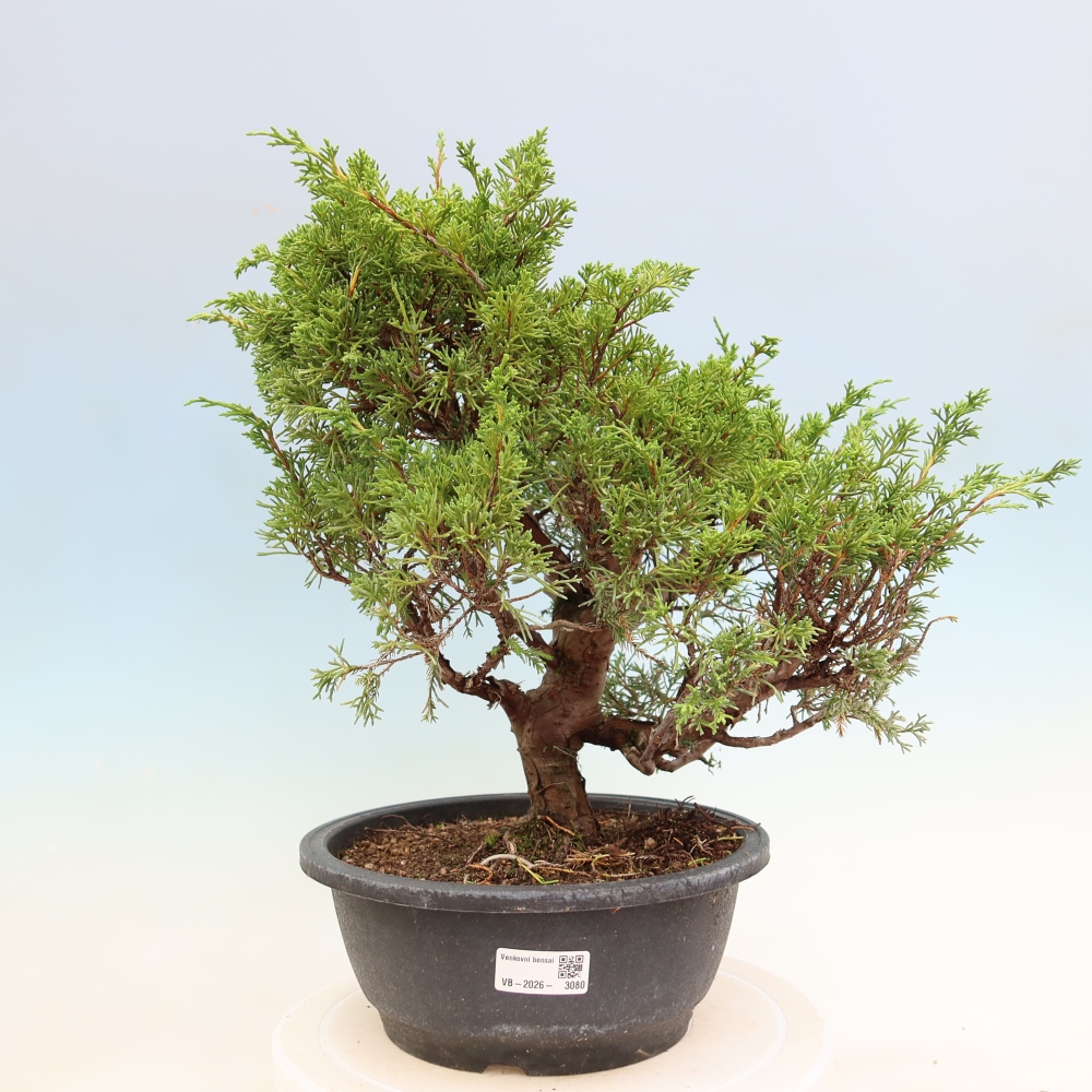 Bonsaï d'extérieur - Juniperus chinensis Itoigawa-Juniperus chinensis