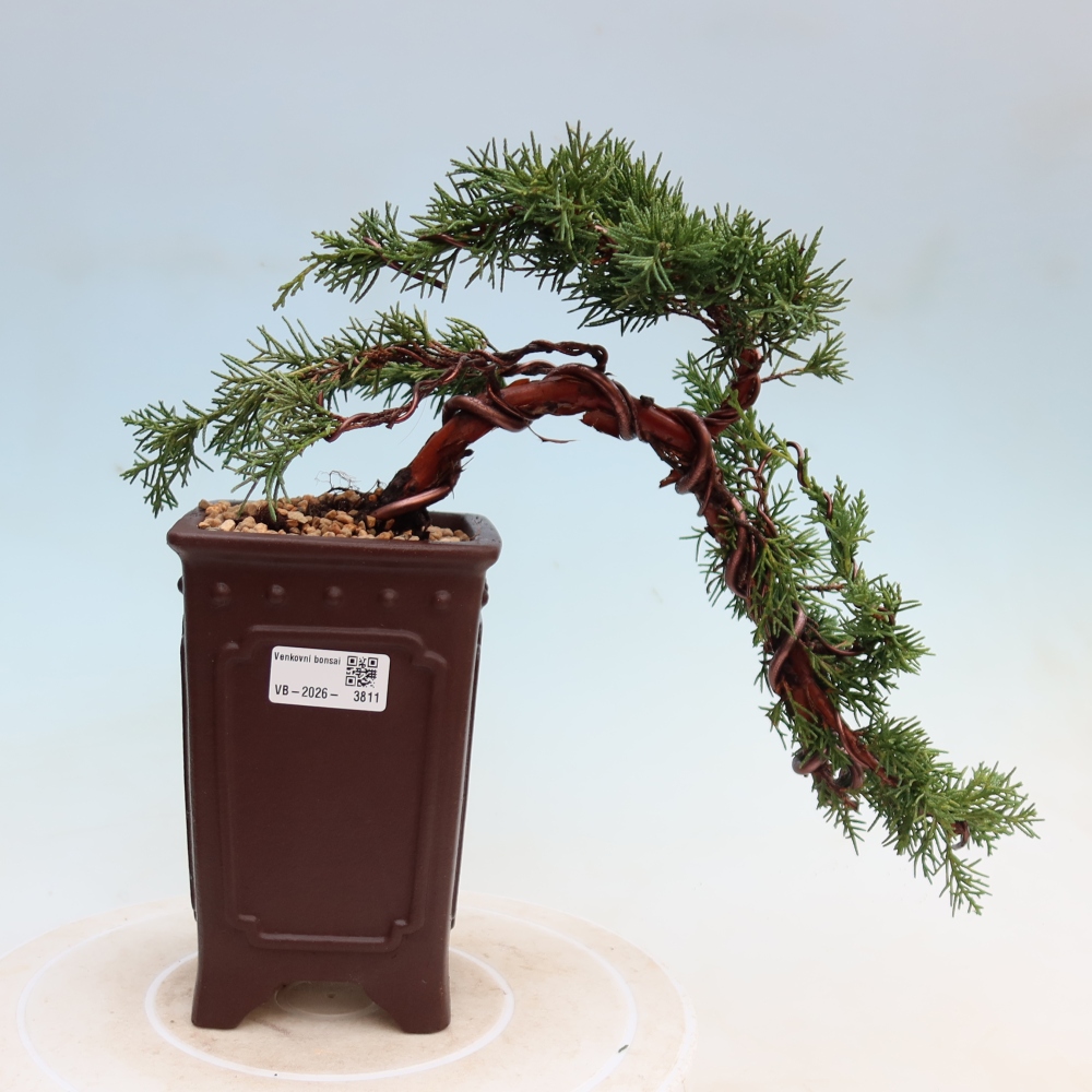 Bonsaï d'extérieur - Juniperus chinensis Kishu
