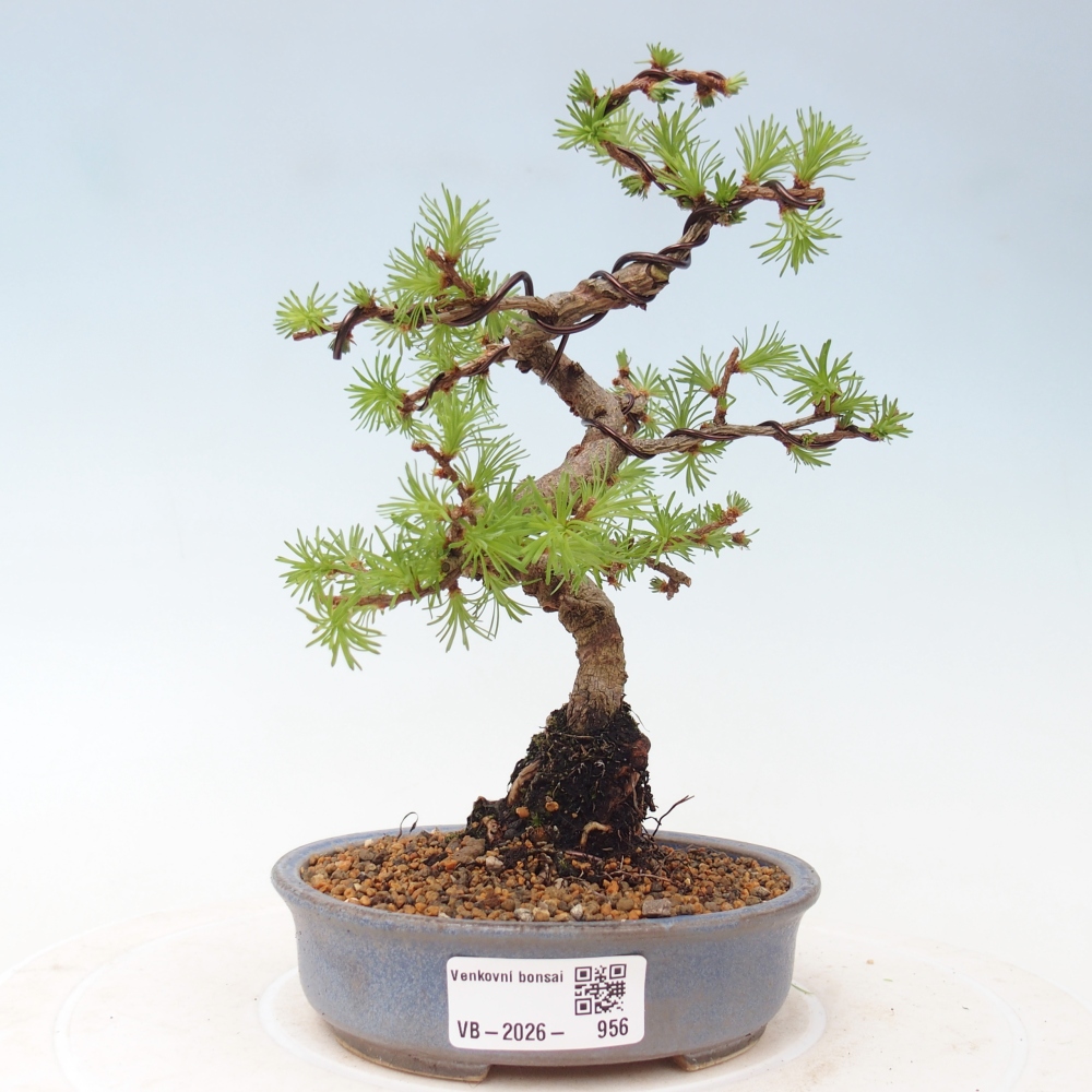 Bonsaï d'extérieur - Larix Kaempferi - Mélèze du Japon