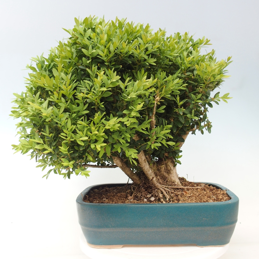 Bonsaï d'extérieur - Buxus sempervirens - buis