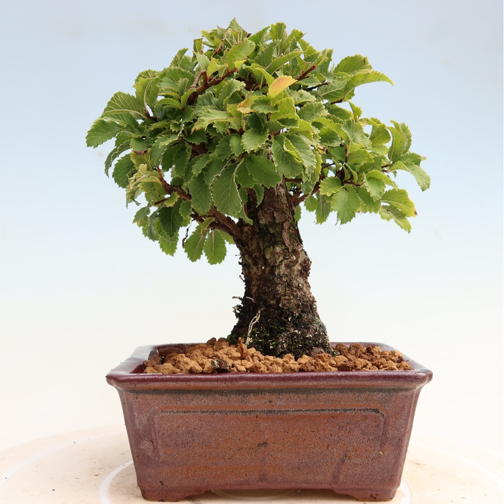 Bonsaï d'extérieur - Zelkova - Zelkova NIRE