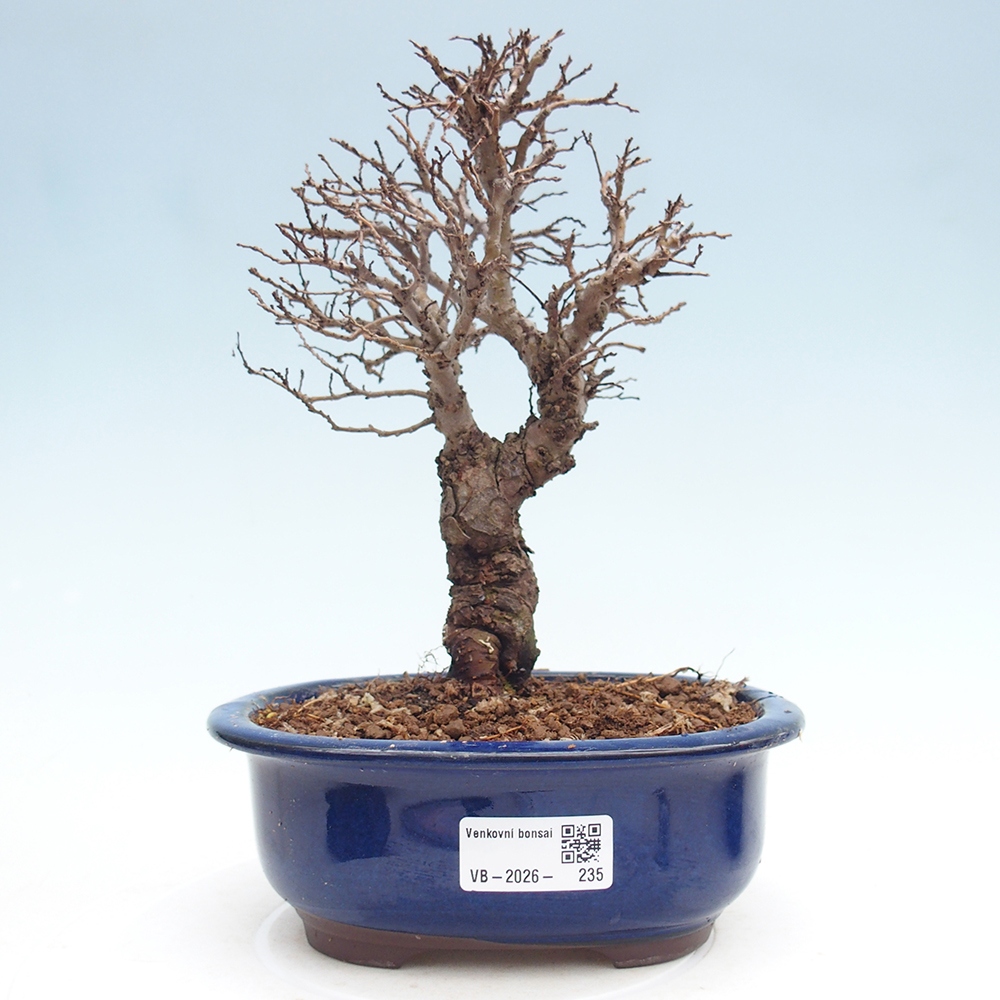 Bonsaï d'extérieur - Zelkova - Zelkova NIRE