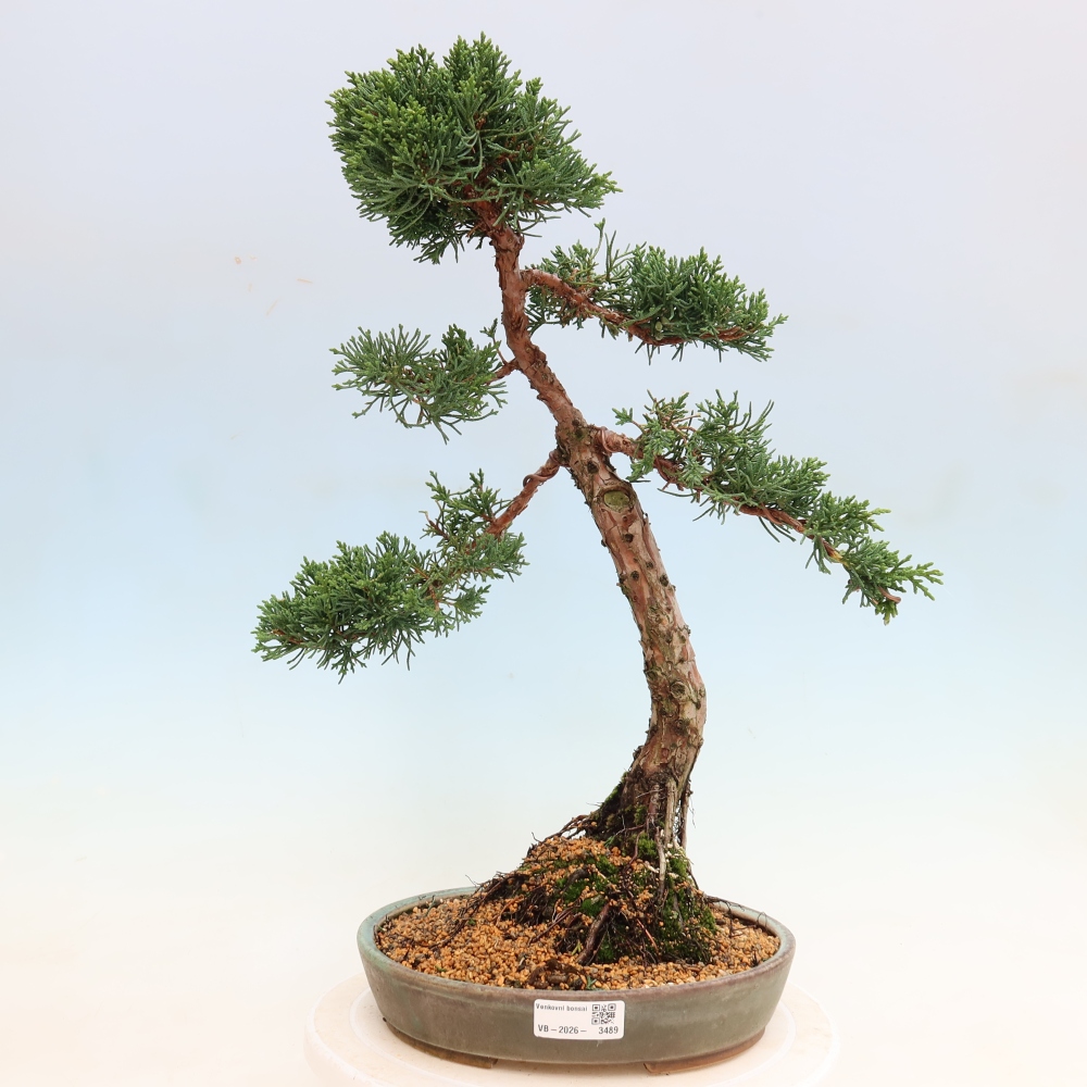 Bonsaï d'extérieur - Juniperus chinensis Kishu
