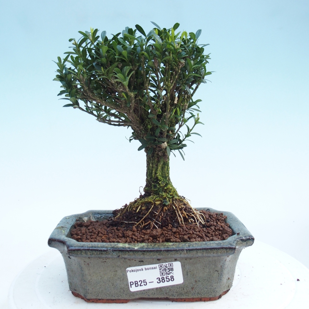 Bonsaï de chambre - Buxus harlandii - buxus liège