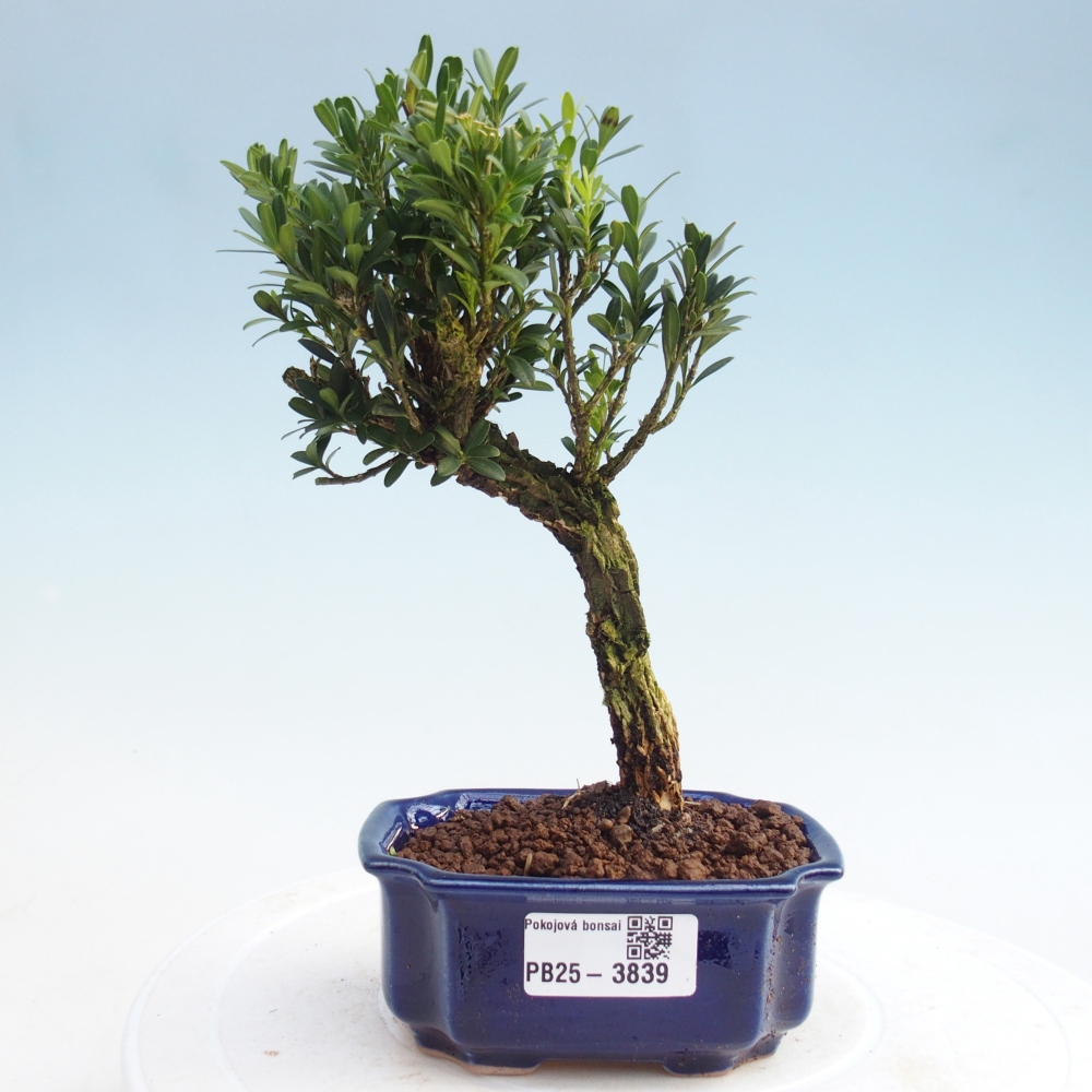 Bonsaï de chambre - Buxus harlandii - buxus liège
