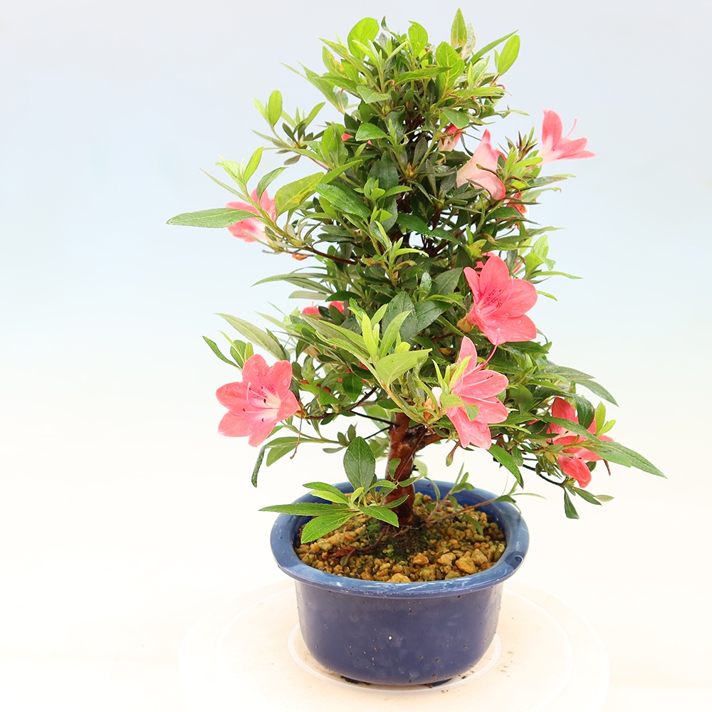 Bonsaï d'extérieur - Azalée japonaise - Azalea Beniko