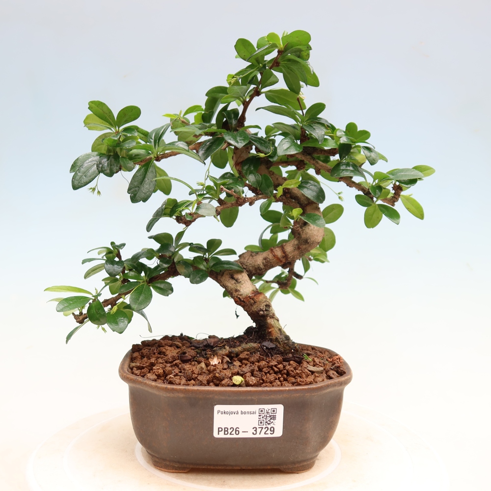 Bonsaï de chambre - Carmona macrophylla - Tea fuki