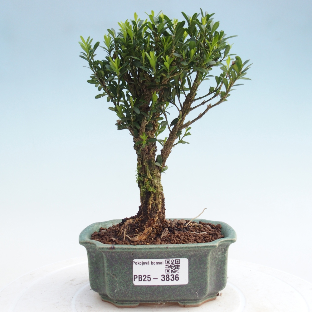 Bonsaï de chambre - Buxus harlandii - buxus liège