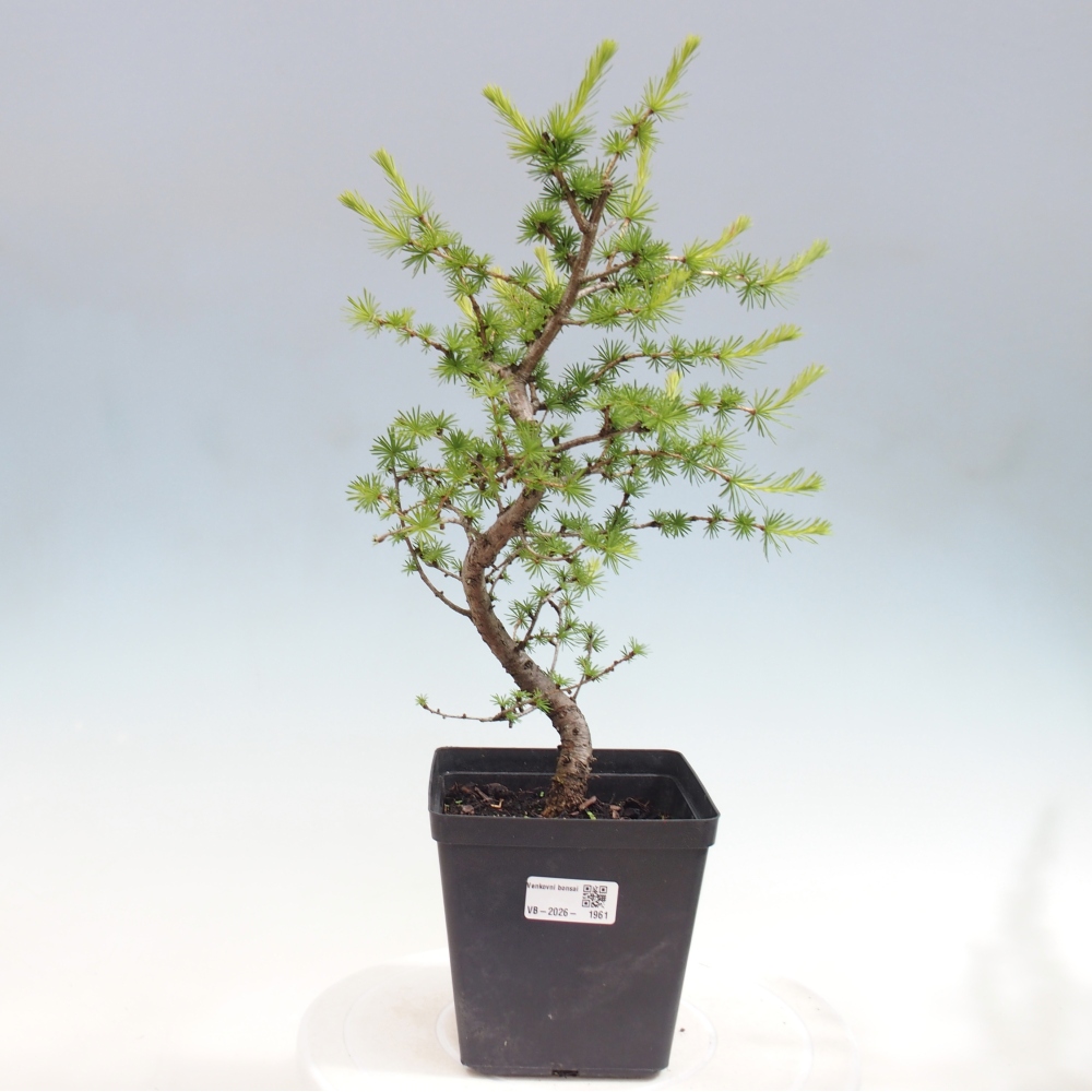 Bonsaï d'extérieur -Larix decidua - Mélèze