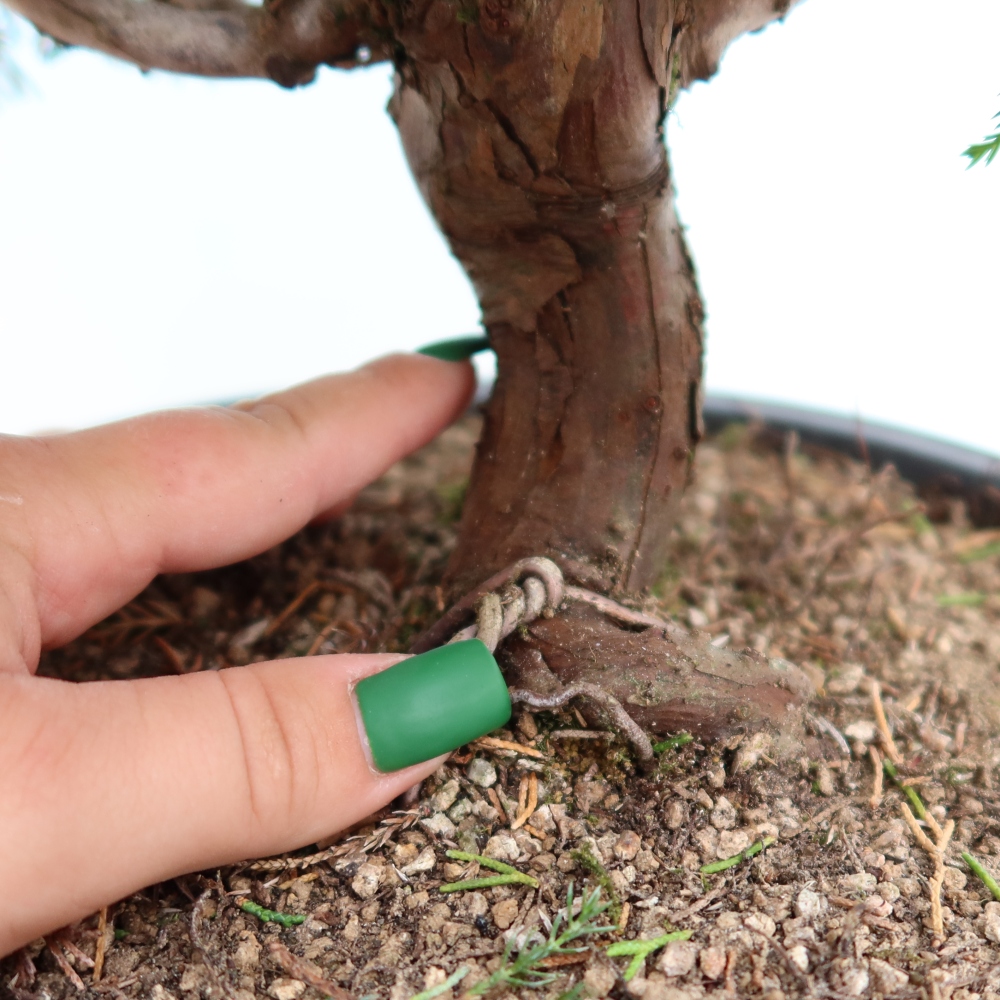 Bonsaï d'extérieur - Juniperus chinensis Itoigawa-Juniperus chinensis