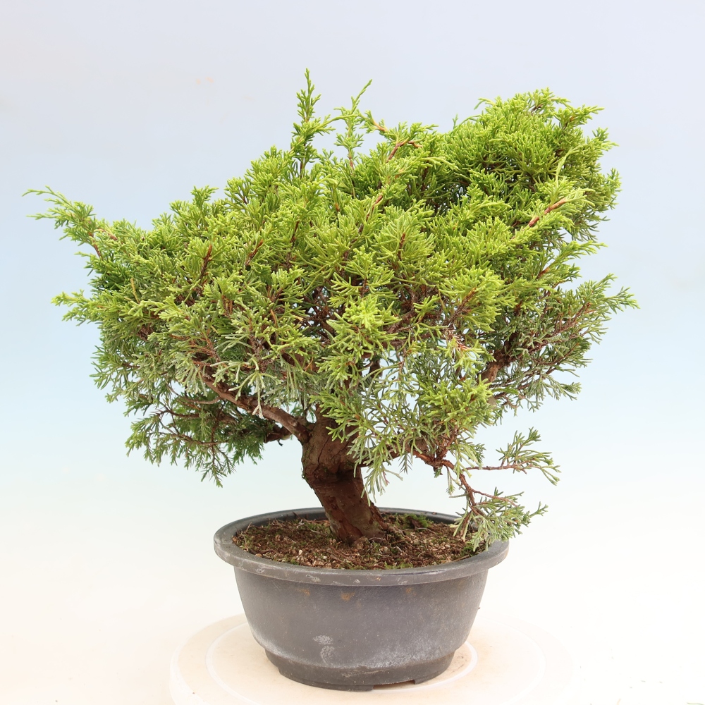 Bonsaï d'extérieur - Juniperus chinensis Itoigawa-Juniperus chinensis