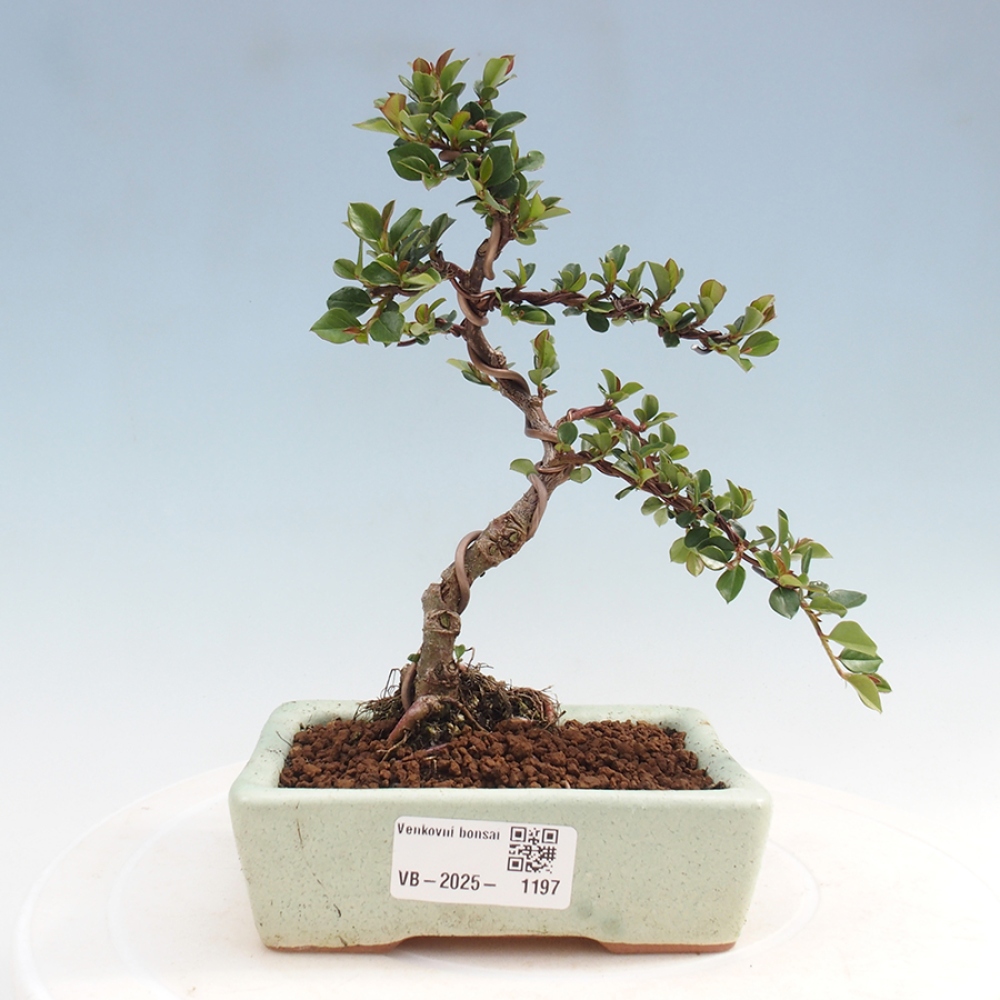 Bonsaï d'extérieur-Cotoneaster horizontalis - Rocky Mountain