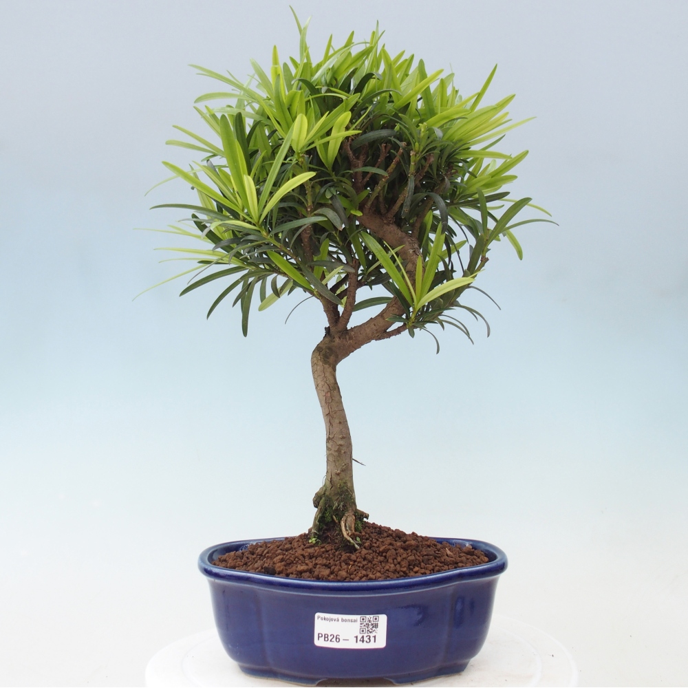 Salle bonsaï - Podocarpus - If en pierre
