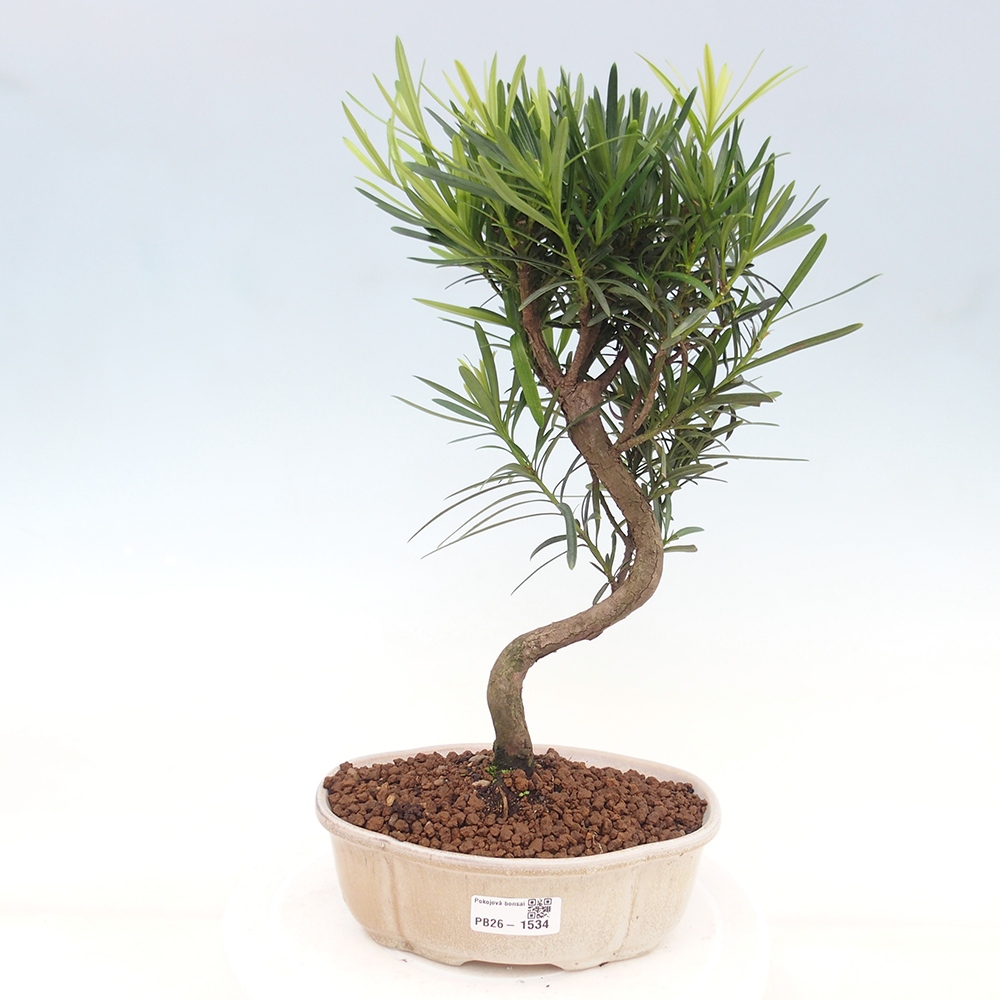 Salle bonsaï - Podocarpus - If en pierre