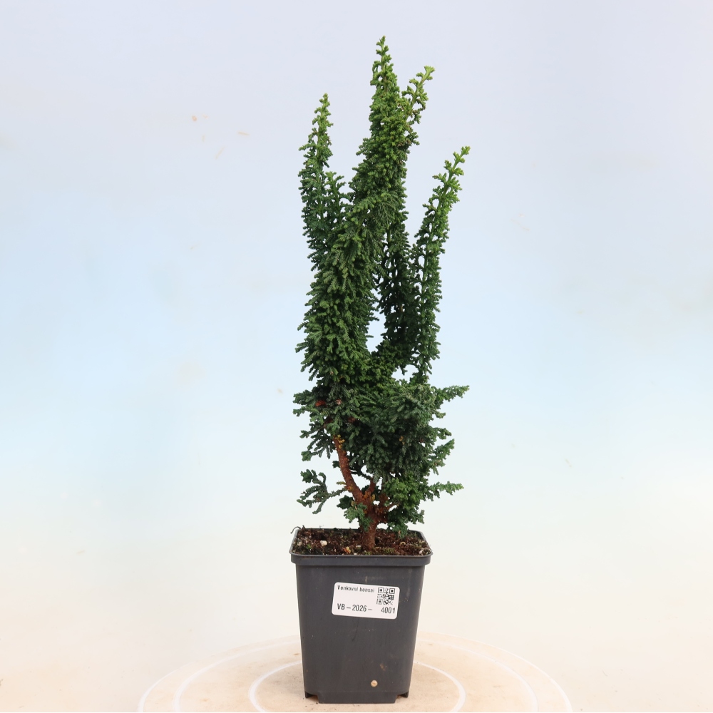 Bonsaï d'extérieur - Cham. obtusa SEKKA HINOKI - Cyprès