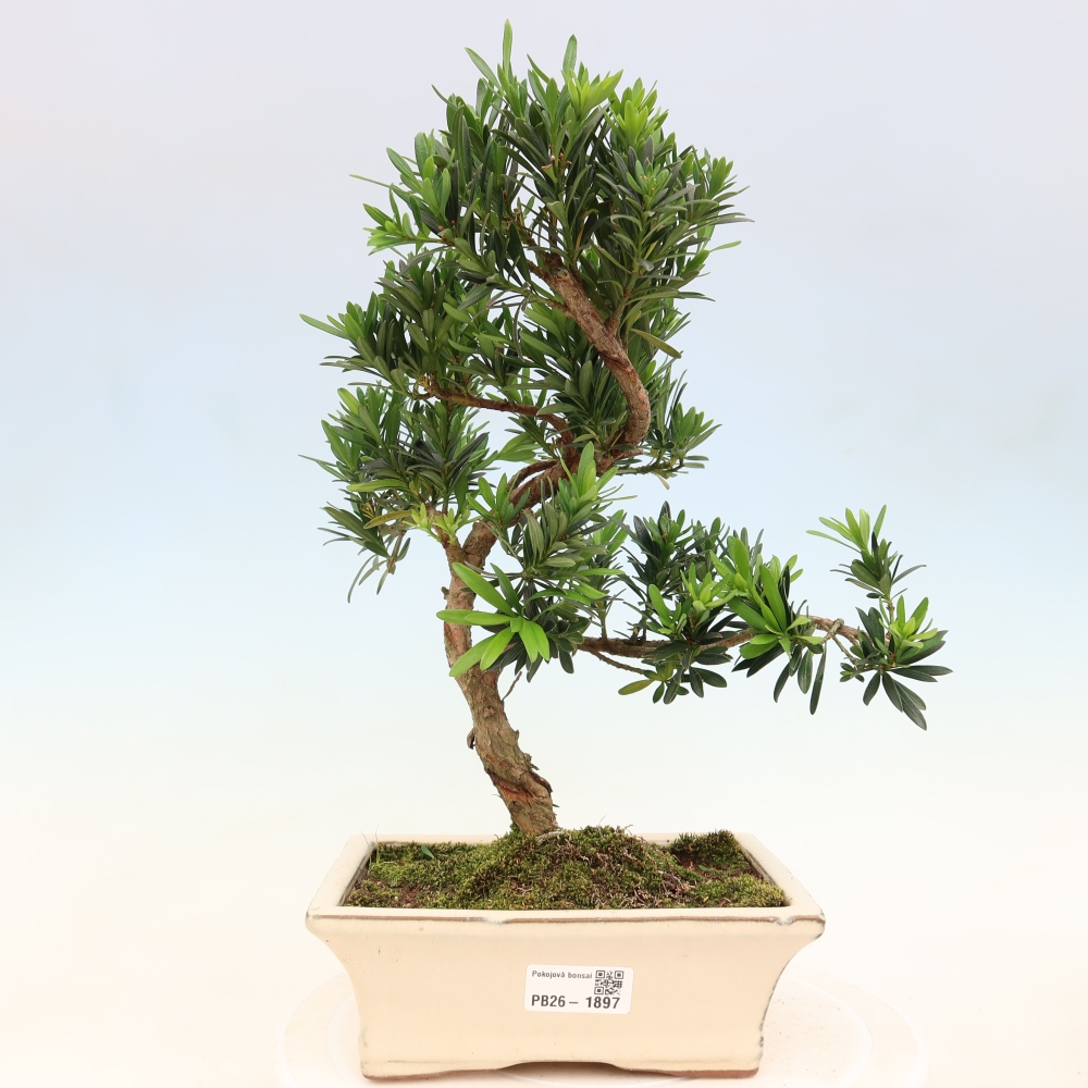 Salle bonsaï - Podocarpus - If en pierre
