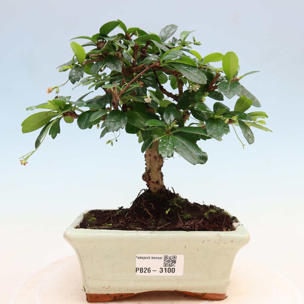 Bonsaï de chambre - Carmona macrophylla - Tea fuki