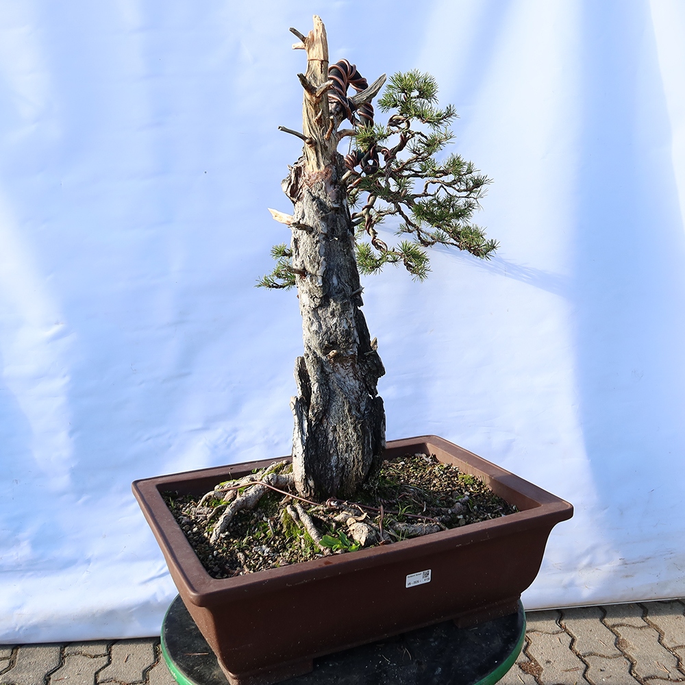Pinus sylvestris Espagne - pin sylvestre