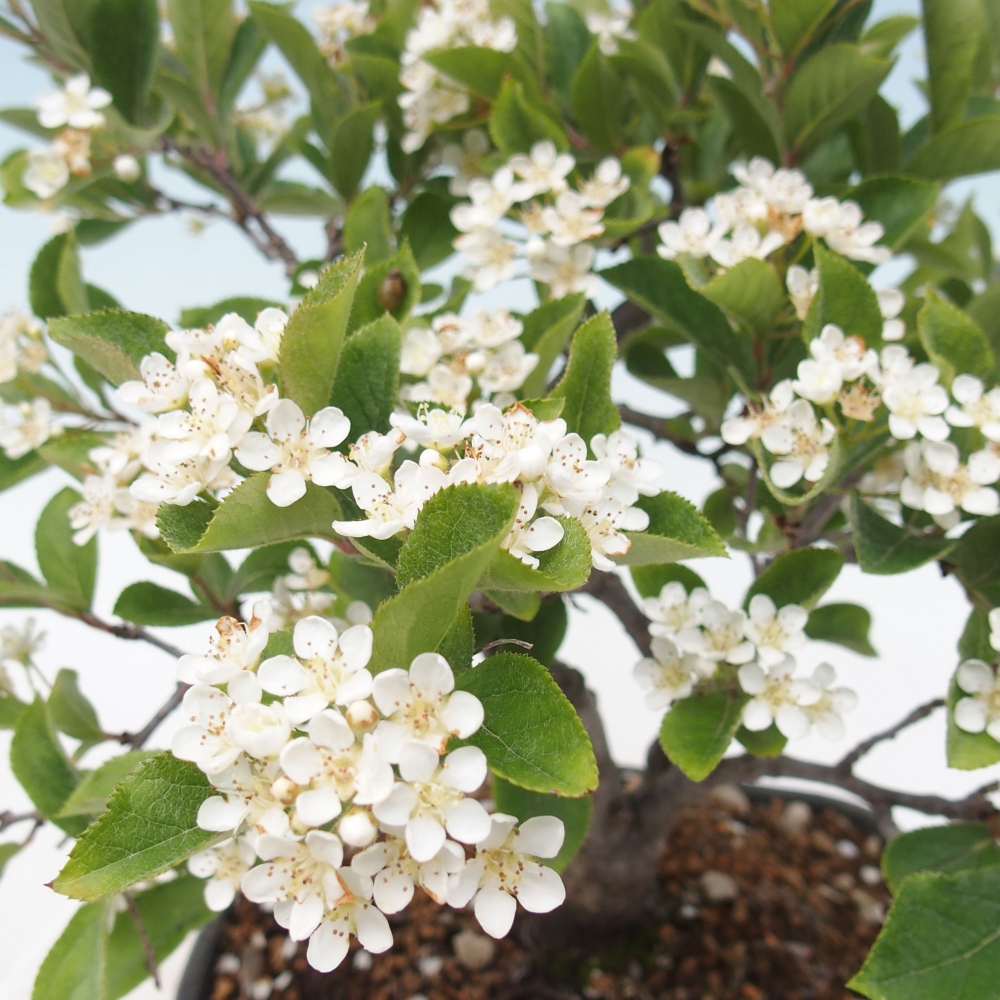 Bonsaï d'extérieur - Photinia villosa