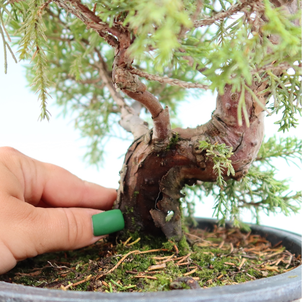Bonsaï d'extérieur - Juniperus chinensis Itoigawa-Juniperus chinensis