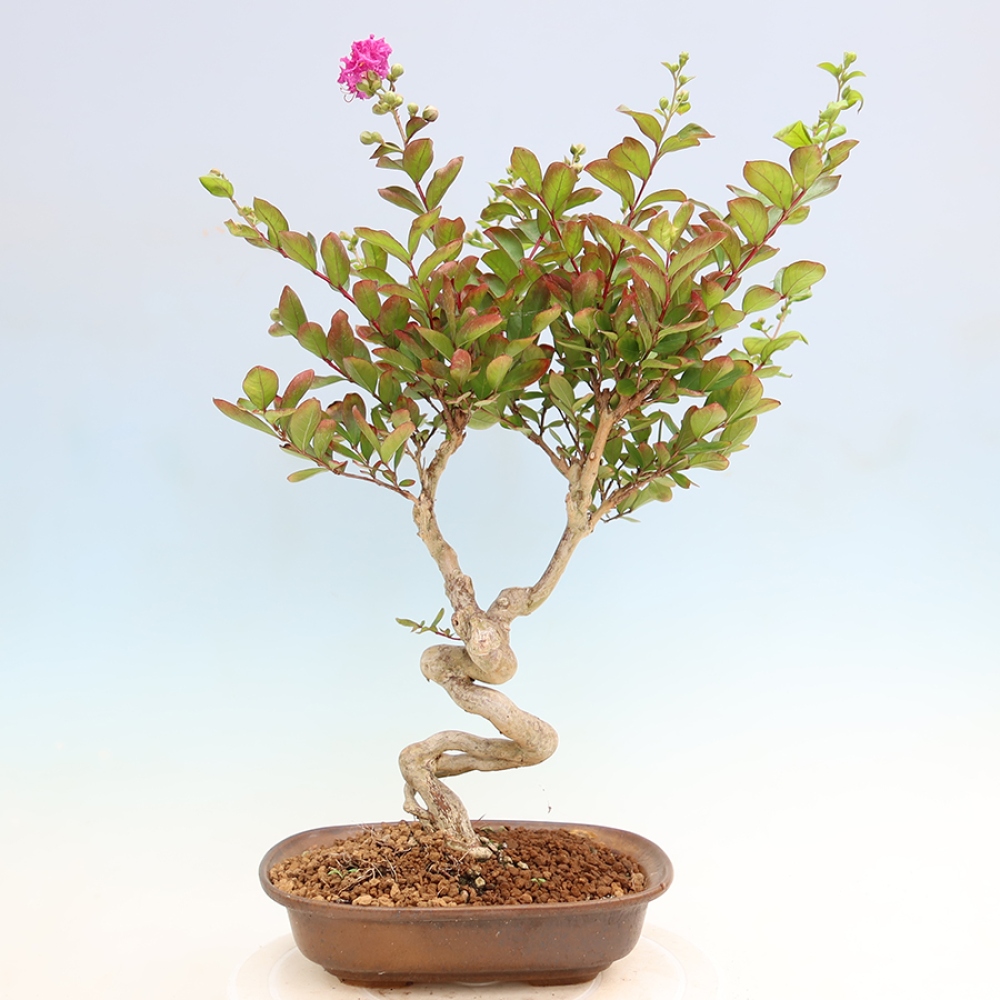 Bonsaï d'intérieur - Lagerstroemia indica - lilas indien