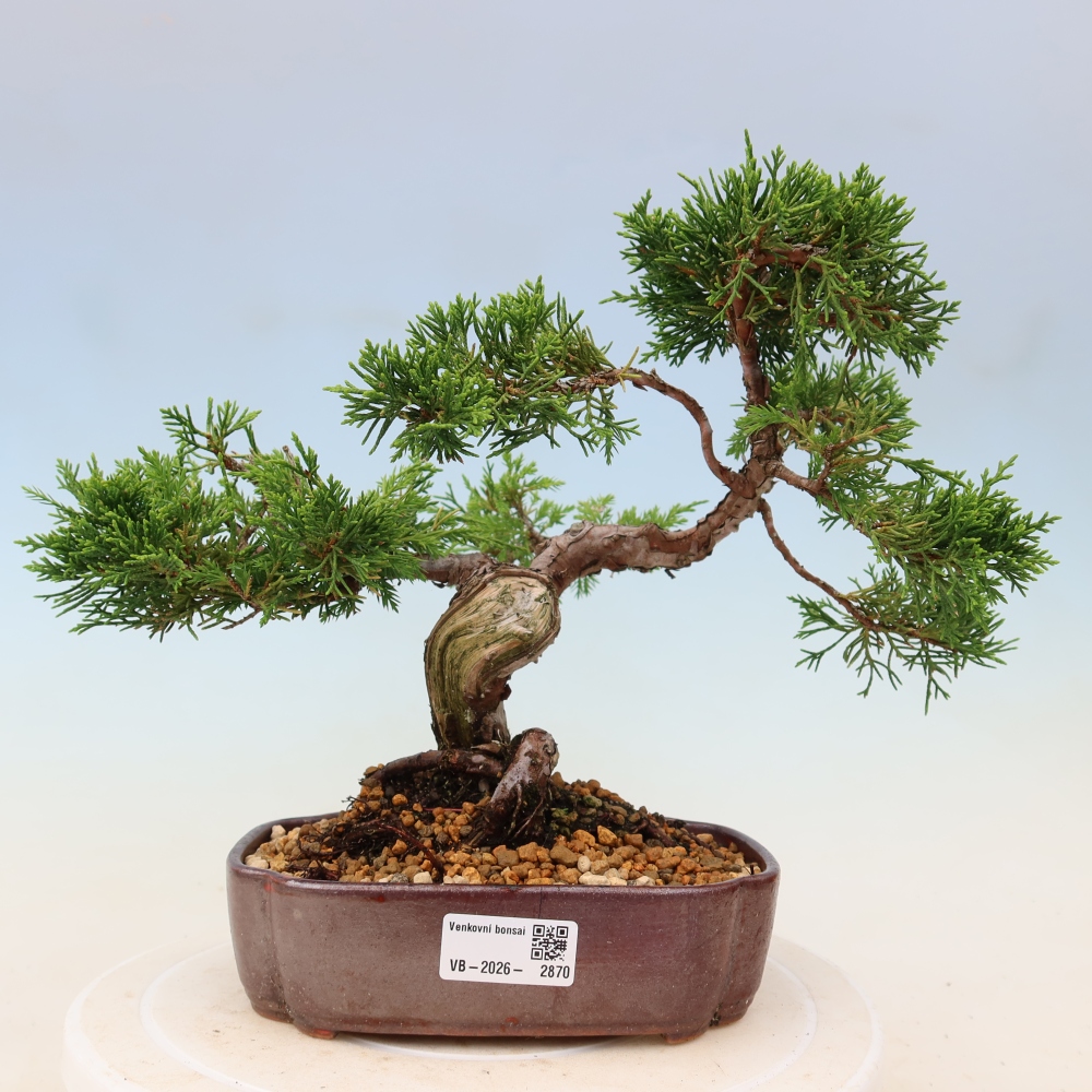 Bonsaï d'extérieur - Juniperus chinensis Itoigawa