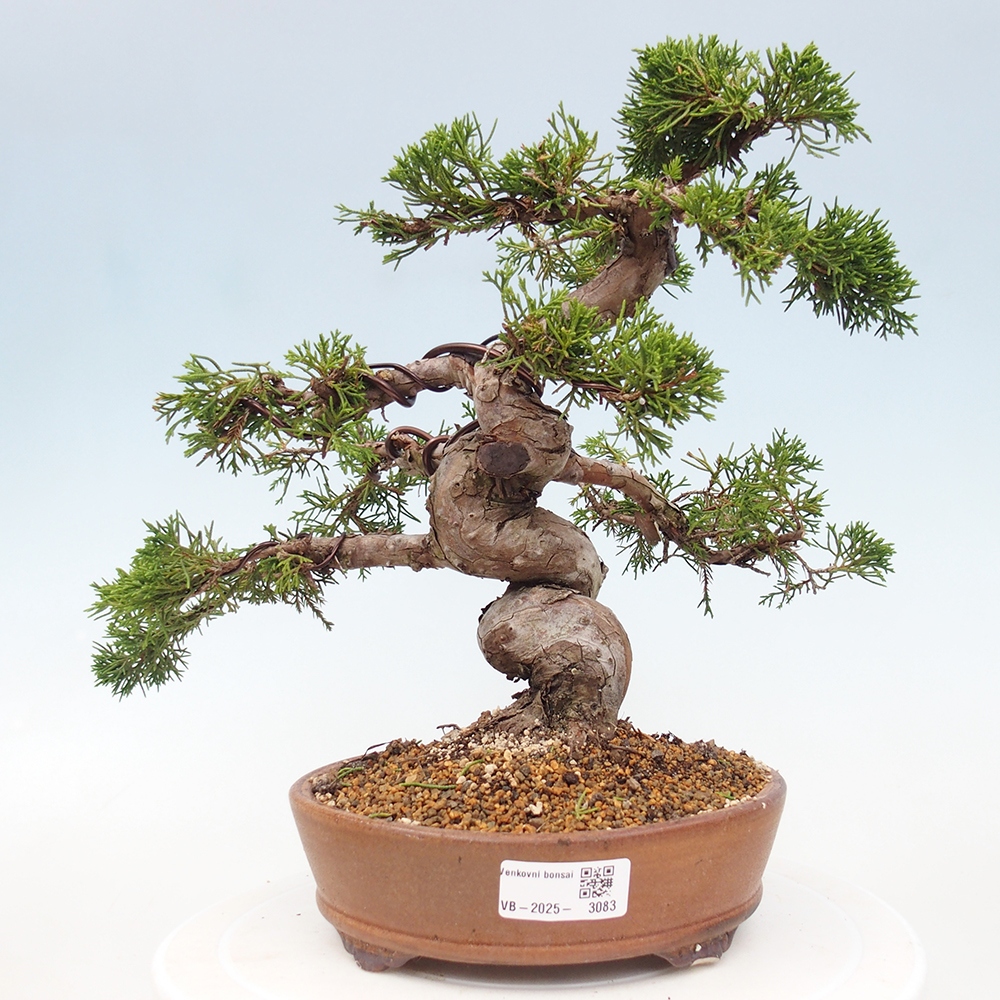 Bonsaï d'extérieur - Juniperus chinensis Itoigawa