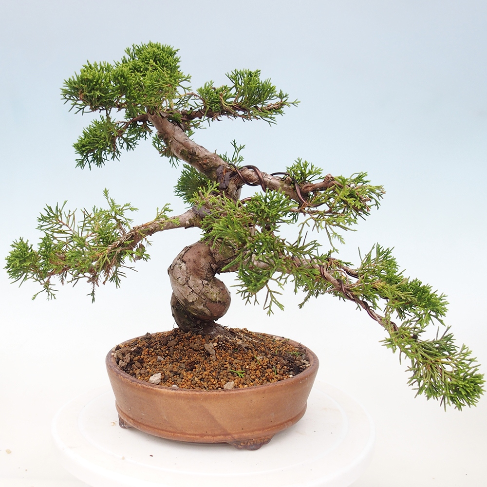 Bonsaï d'extérieur - Juniperus chinensis Itoigawa