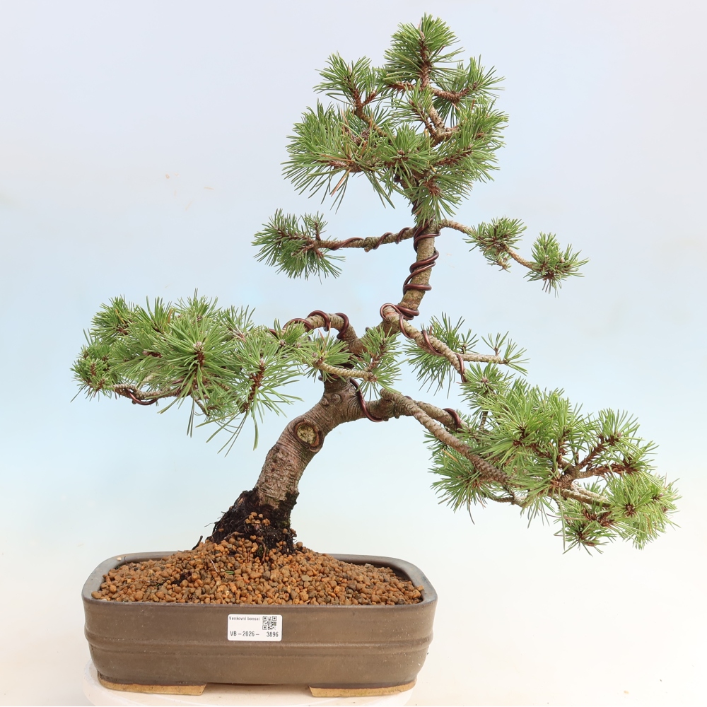 Bonsaï d'extérieur - Pinus mugo Humpy  - Pin nain