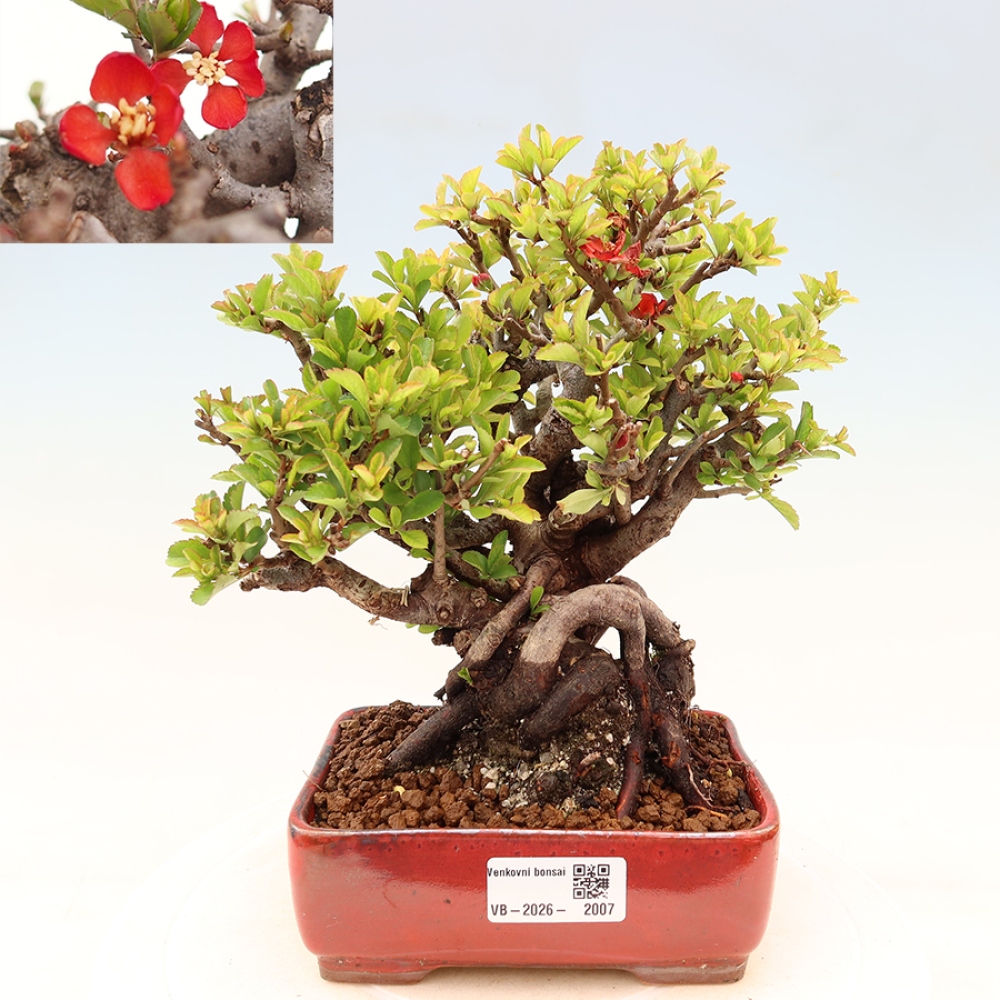 Bonsaï d'extérieur - Chaneomeles speciosa Chojubai