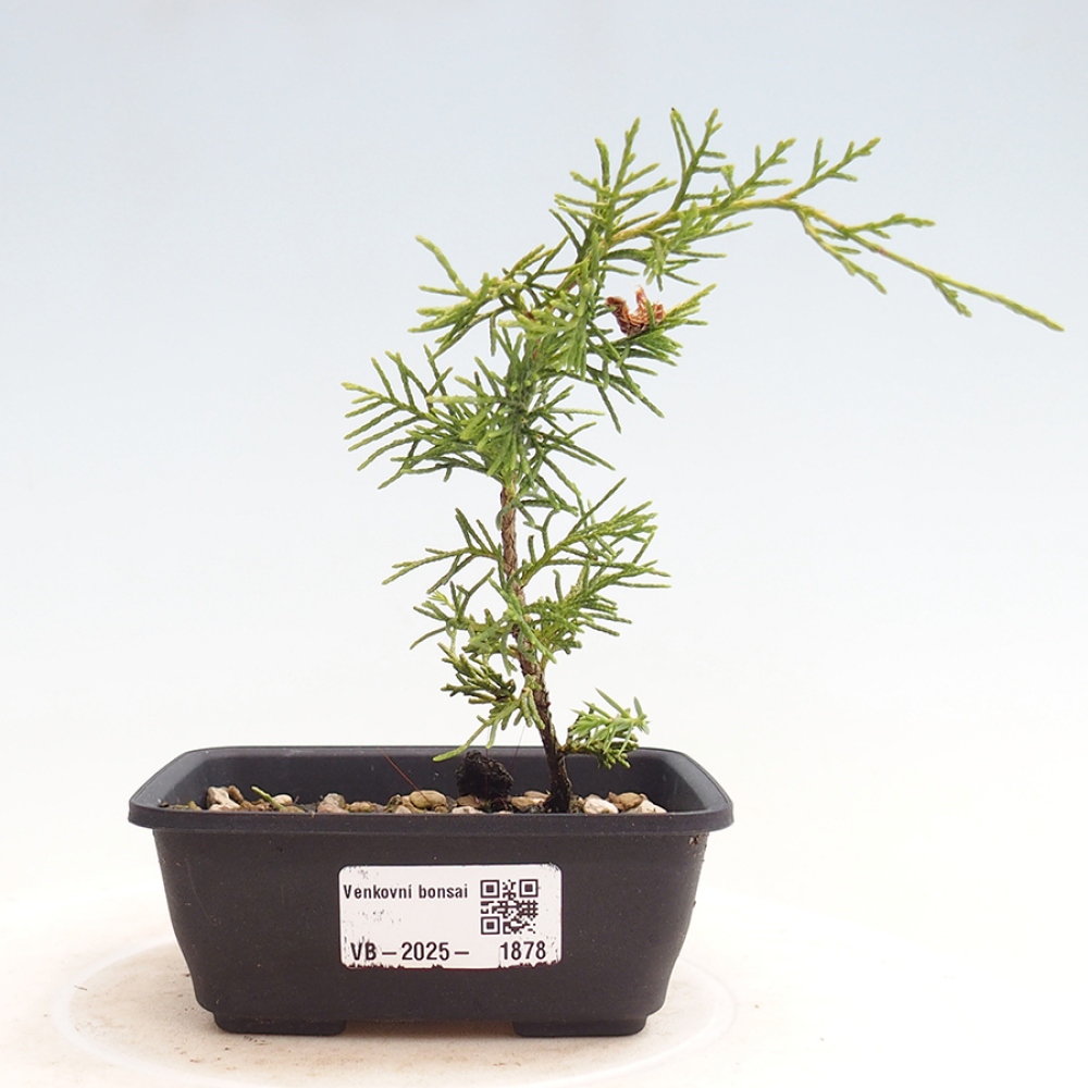 Bonsaï d'extérieur - Juniperus chinensis Itoigawa