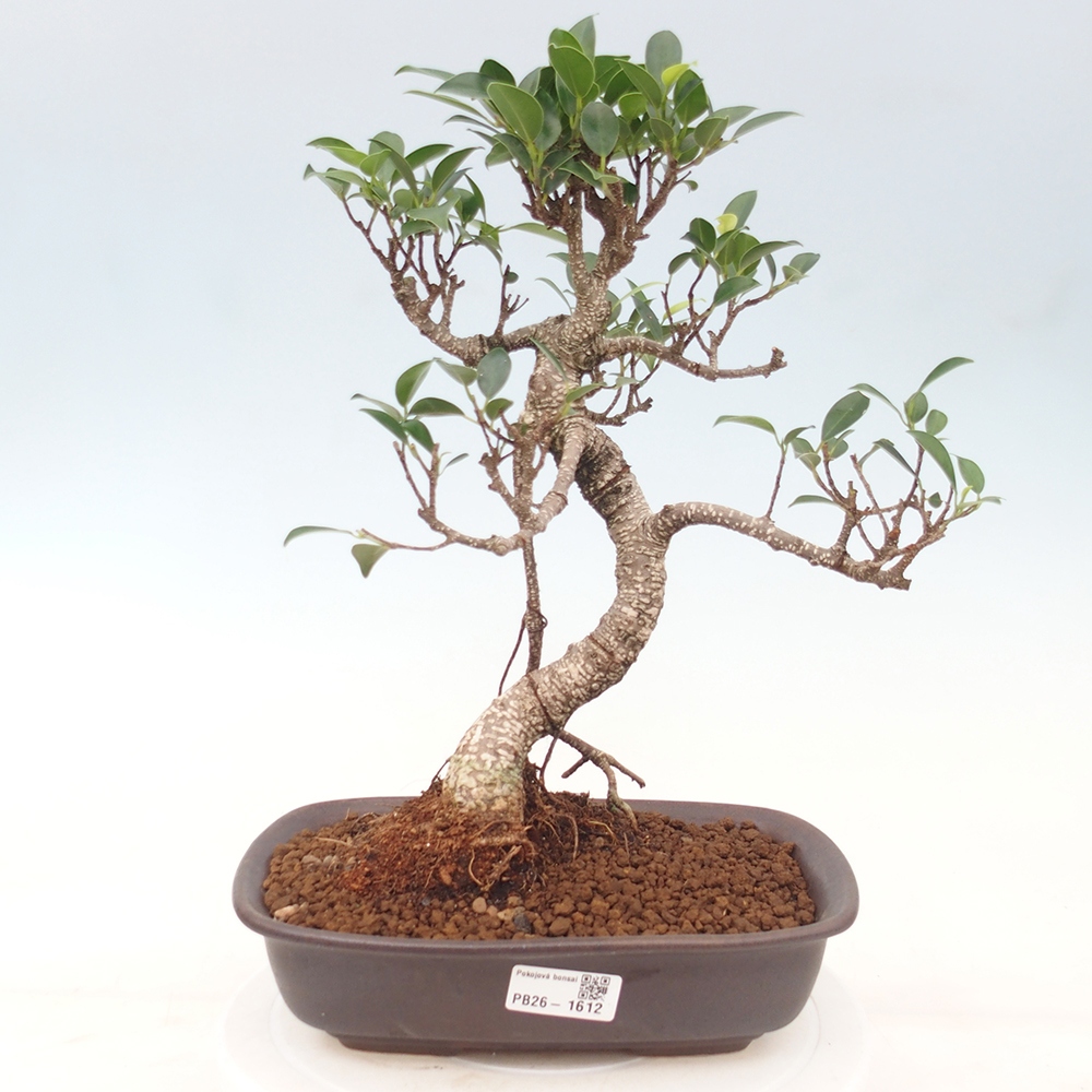 Salle bonsaï - Ficus kimmen - ficus à petites feuilles