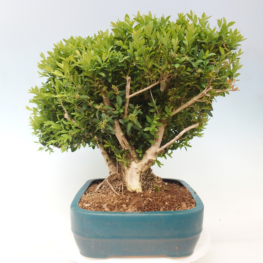 Bonsaï d'extérieur - Buxus sempervirens - buis
