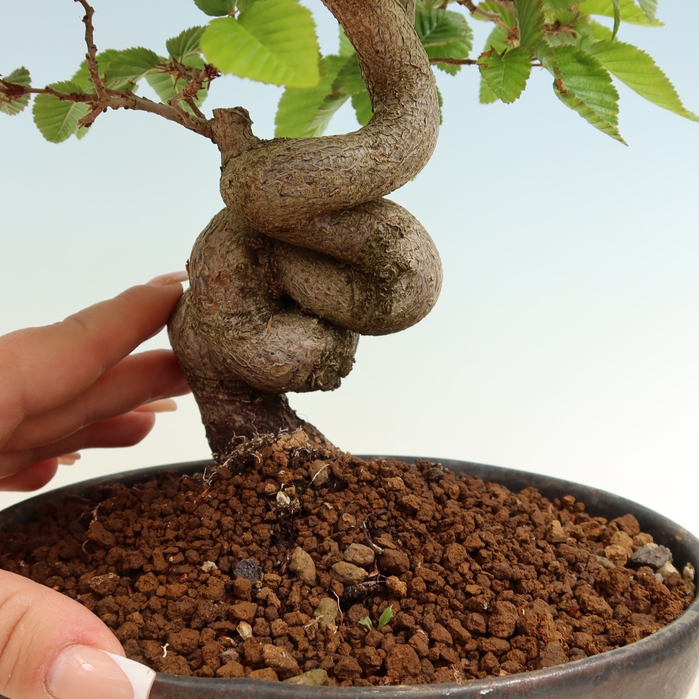 Bonsaï d'extérieur -Carpinus Coreana - Charme de Corée