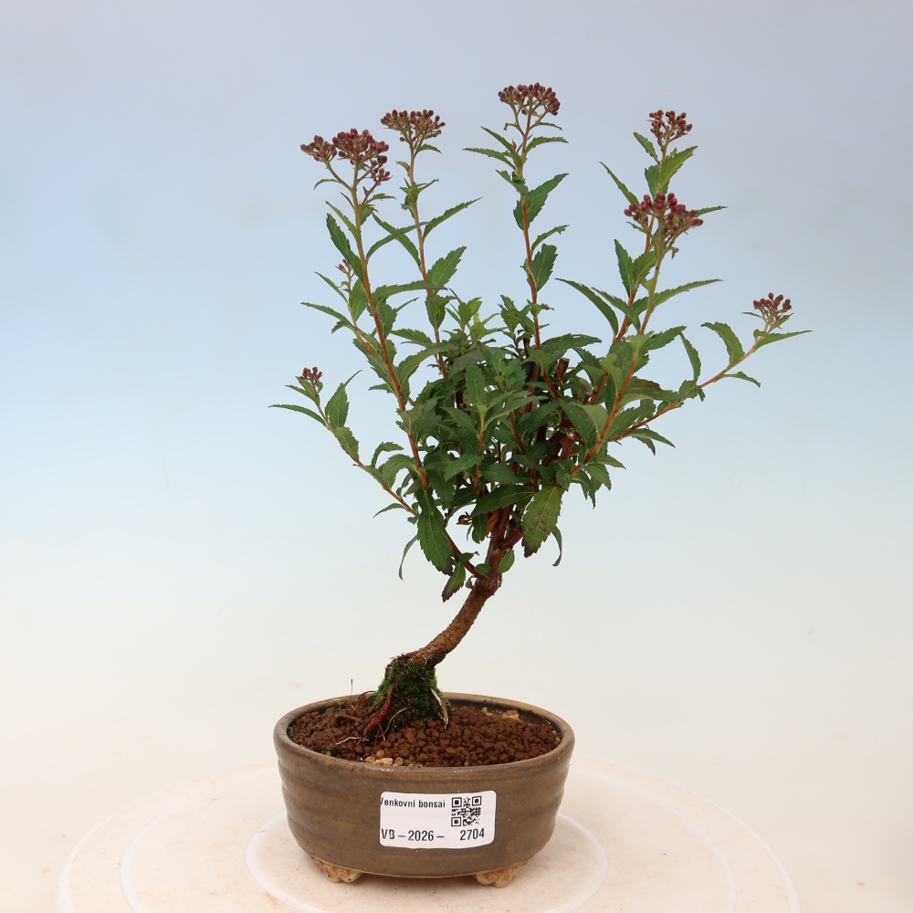 Bonsaï d'extérieur - spirée du Japon - Spirea japonica Anthony Waterer