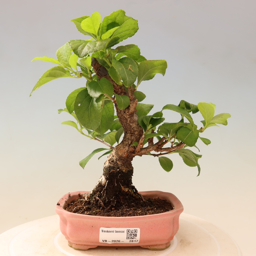 Bonsaï d'extérieur - Celastrus orbiculatus