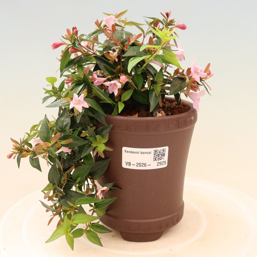 Bonsaï d'extérieur - Abelia Edward Goucher - Abélia à grandes fleurs