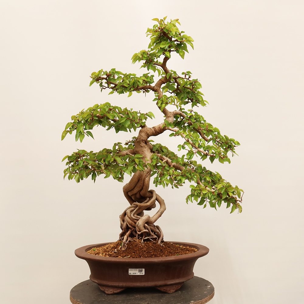 Bonsaï d'extérieur -Carpinus Coreana - Charme de Corée
