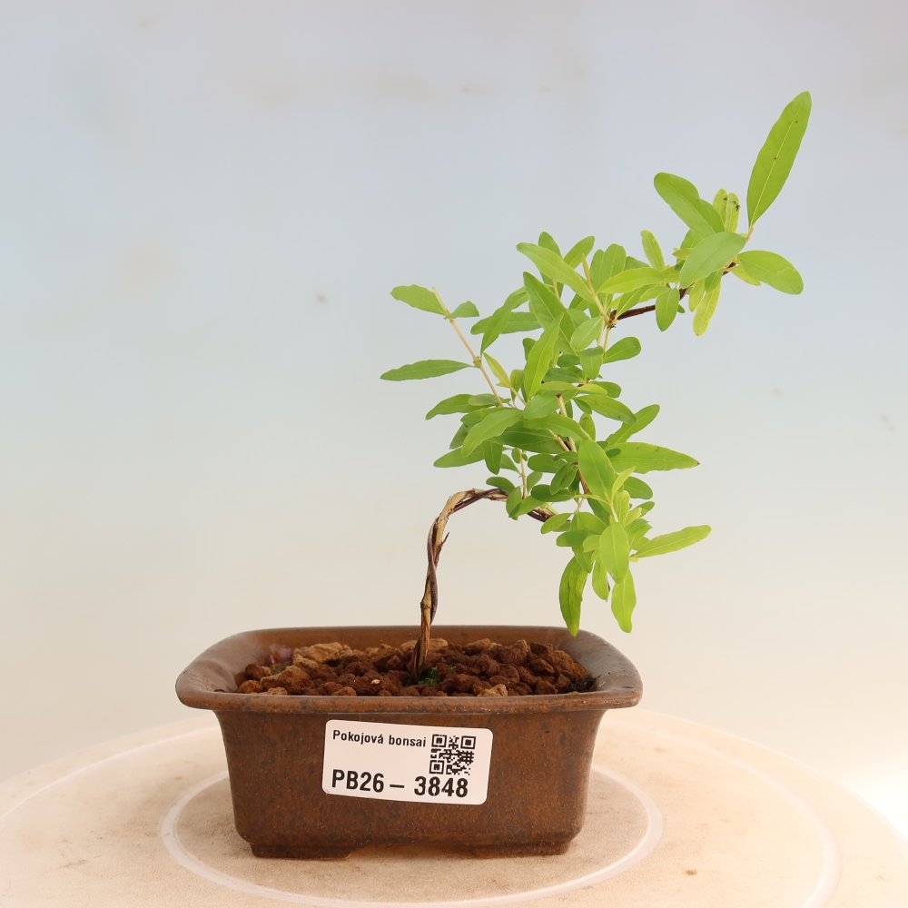 Bonsaï de chambre-PUNICA granatum nana-Pomme grenat