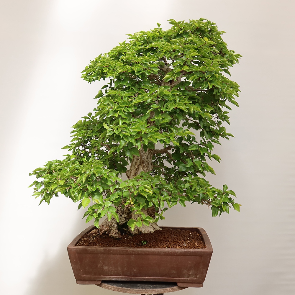 Bonsaï d'extérieur -Carpinus Coreana - Charme de Corée