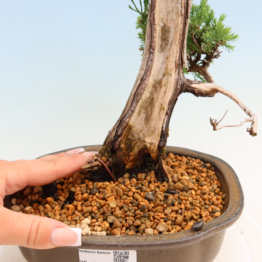 Bonsaï d'extérieur - Juniperus squamata – Genévrier écailleux