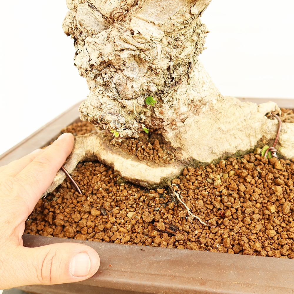 Bonsaï d'extérieur -Carpinus Coreana - Charme de Corée