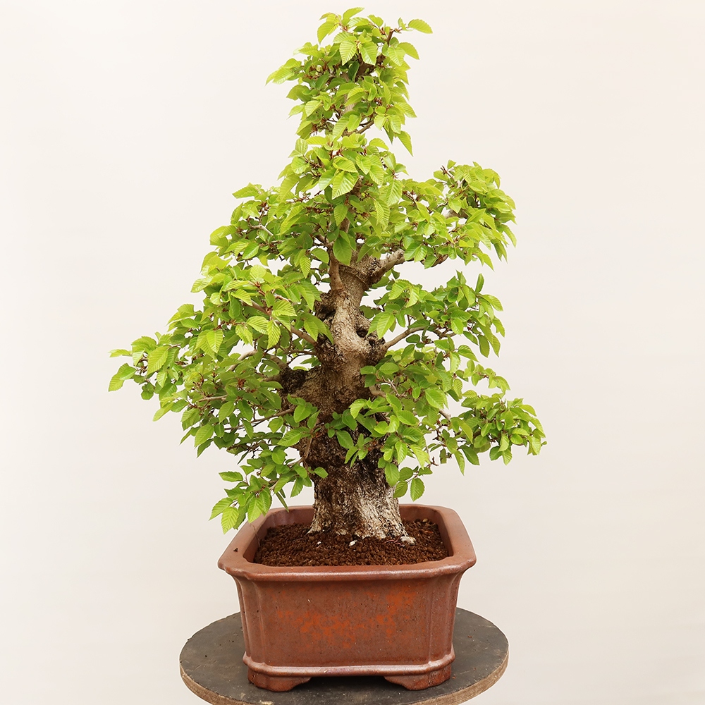 Bonsaï d'extérieur -Carpinus Coreana - Charme de Corée