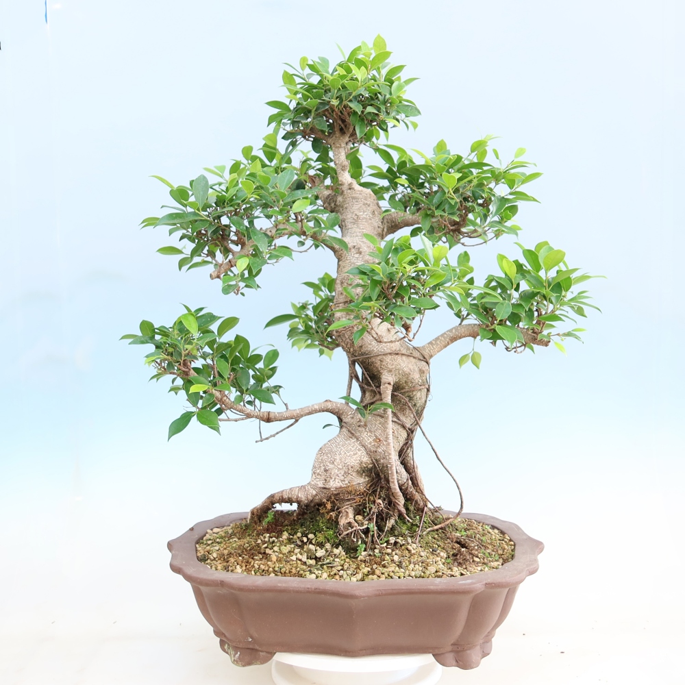 Salle bonsaï - Ficus kimmen - ficus à petites feuilles
