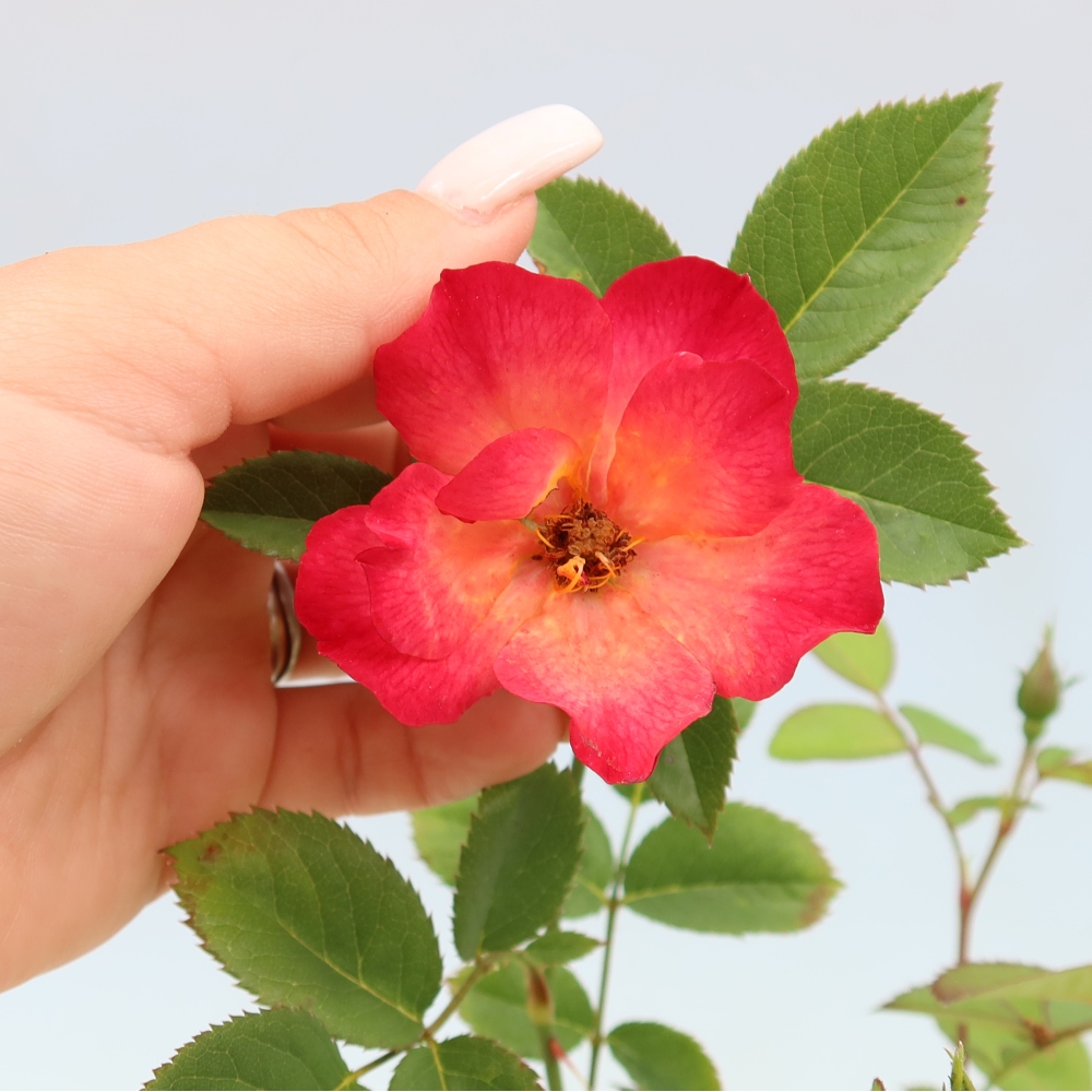 Bonsaï d'extérieur - Rosa Kordes - rose