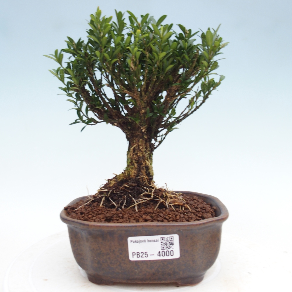 Bonsaï de chambre - Buxus harlandii - buxus liège