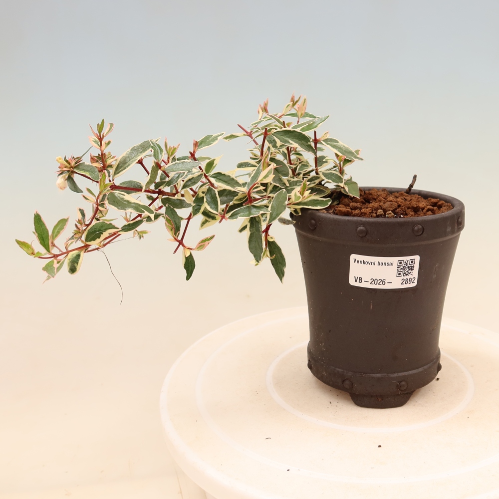 Bonsaï d'extérieur - Abelia gr. Confetti - Abélie à grandes fleurs