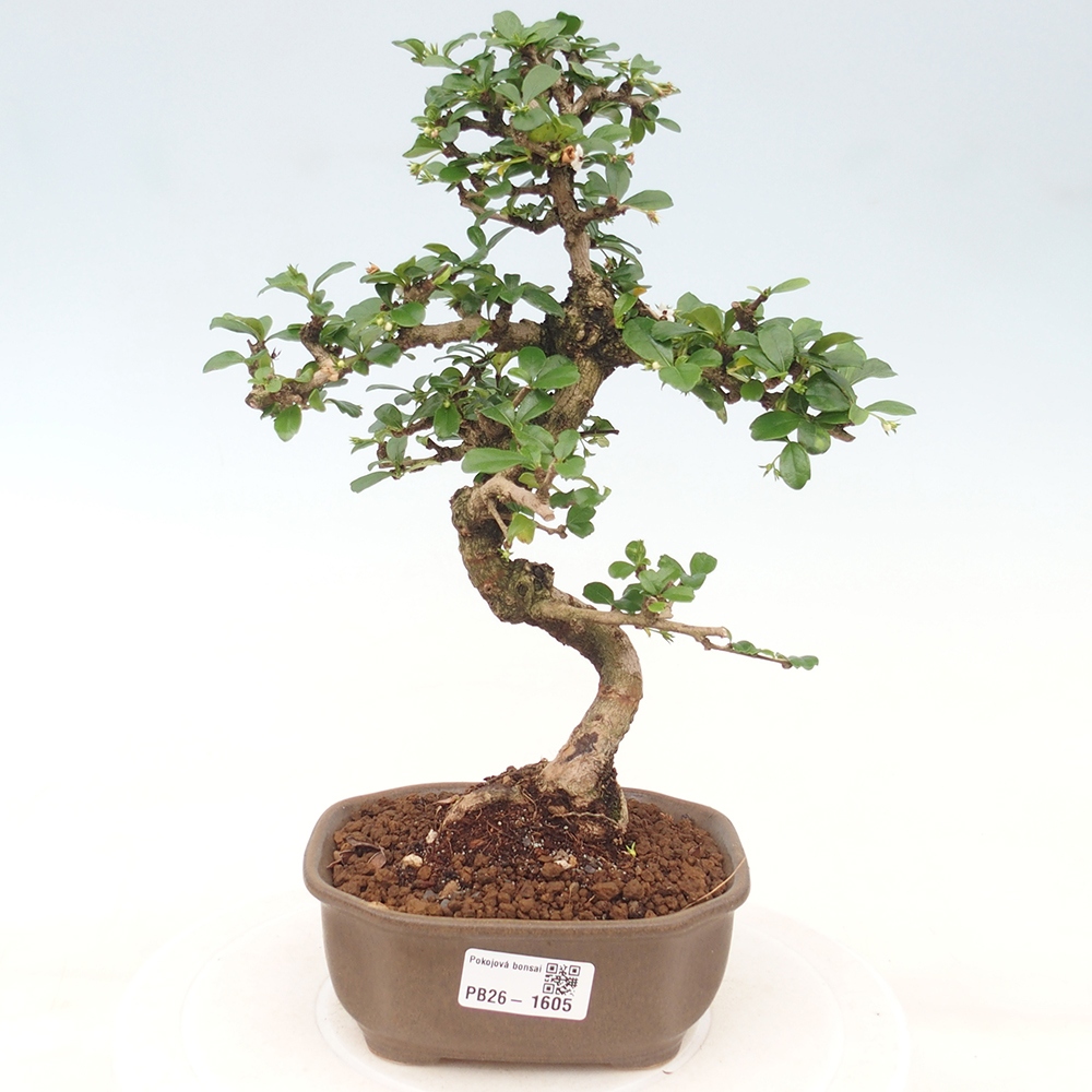 Bonsaï de chambre - Carmona macrophylla - Tea fuki