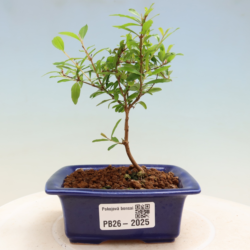 Bonsaï de chambre-PUNICA granatum nana-Pomme grenat
