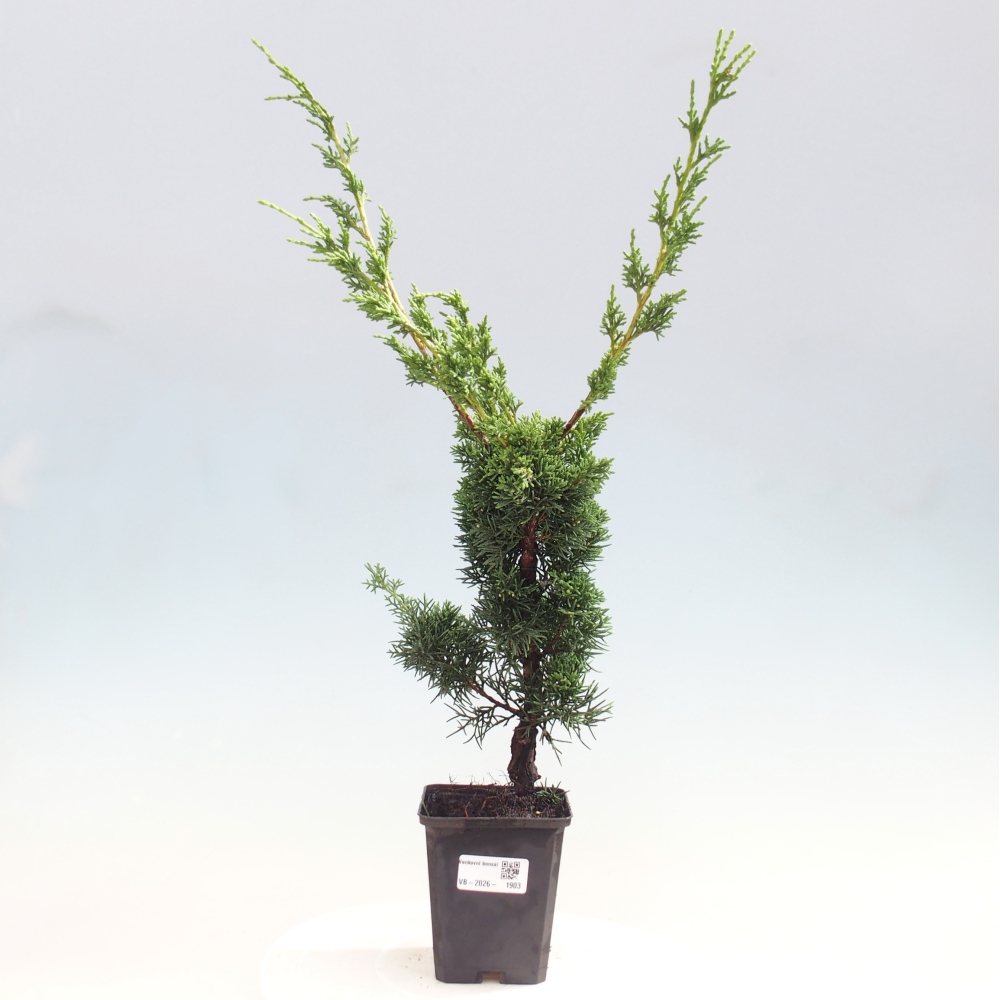 Bonsaï d'extérieur - Juniperus chinensis Kishu